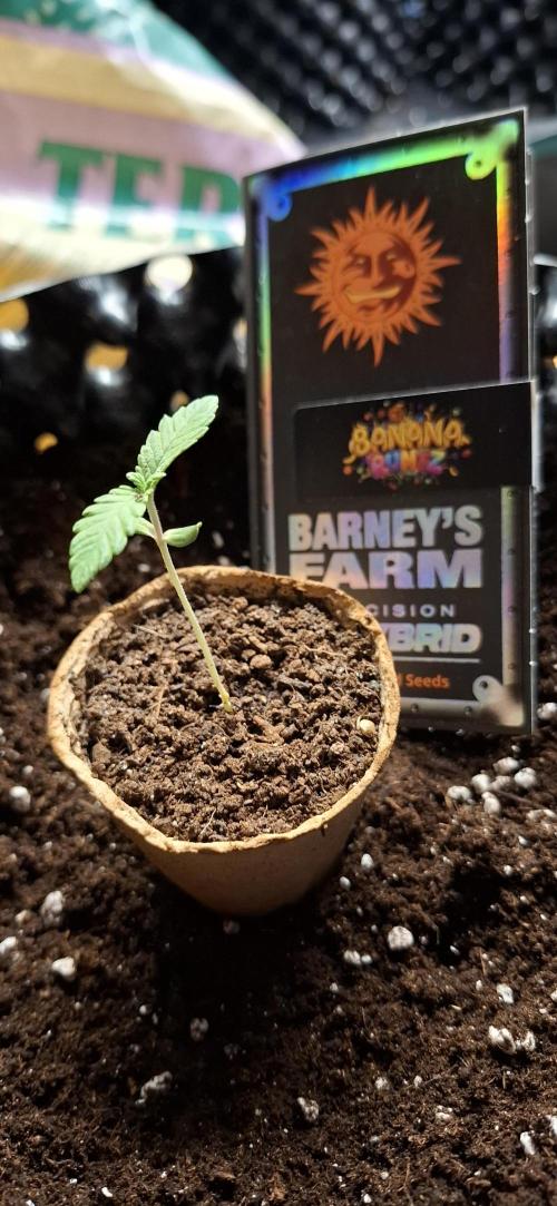 Banana. Week 0