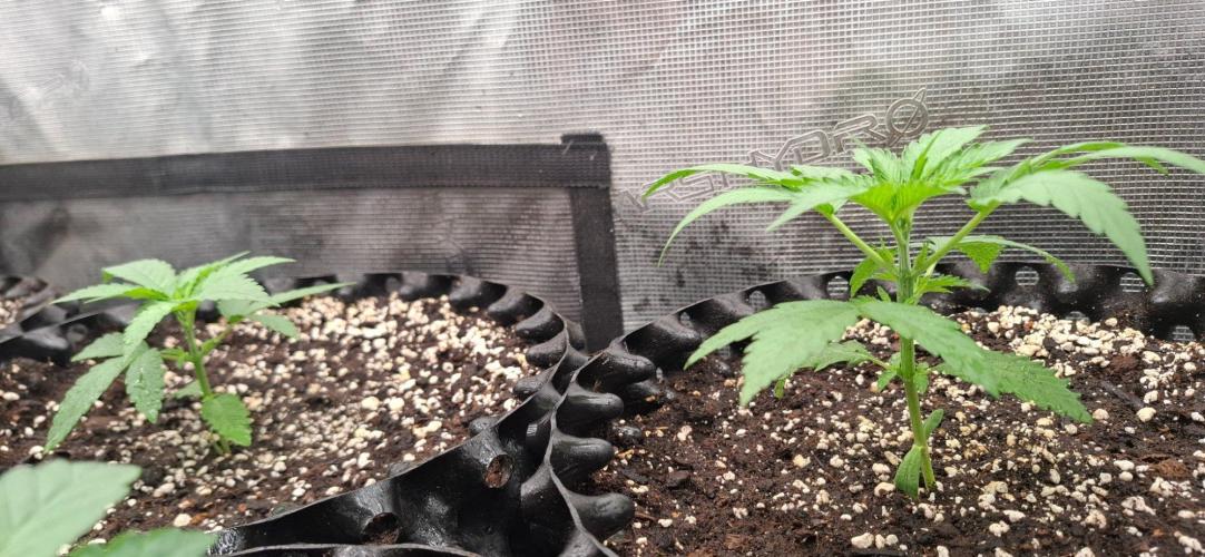 Monster Garage. Week 1