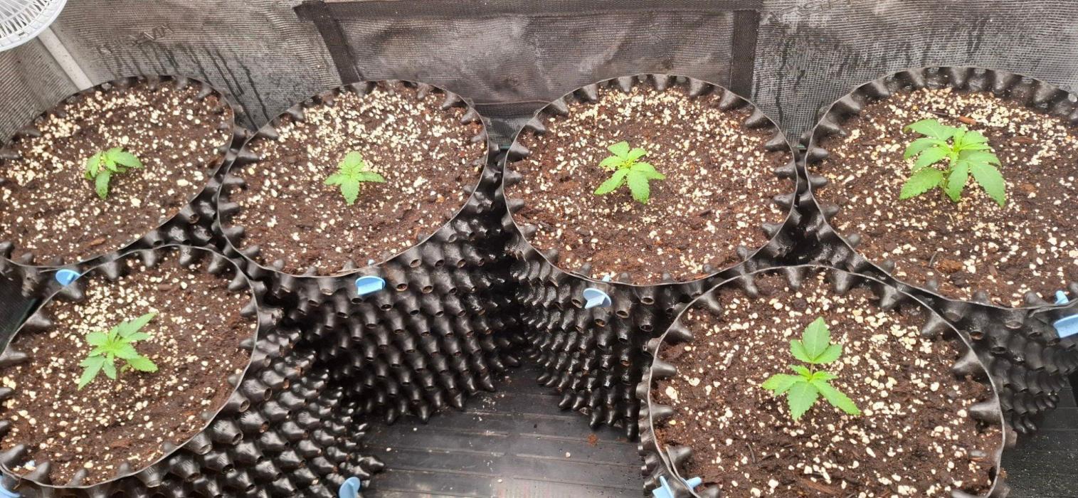 Banana. Week 1