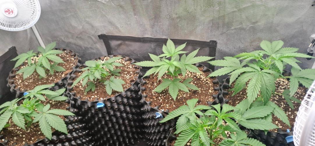 Monster Garage. Week 2