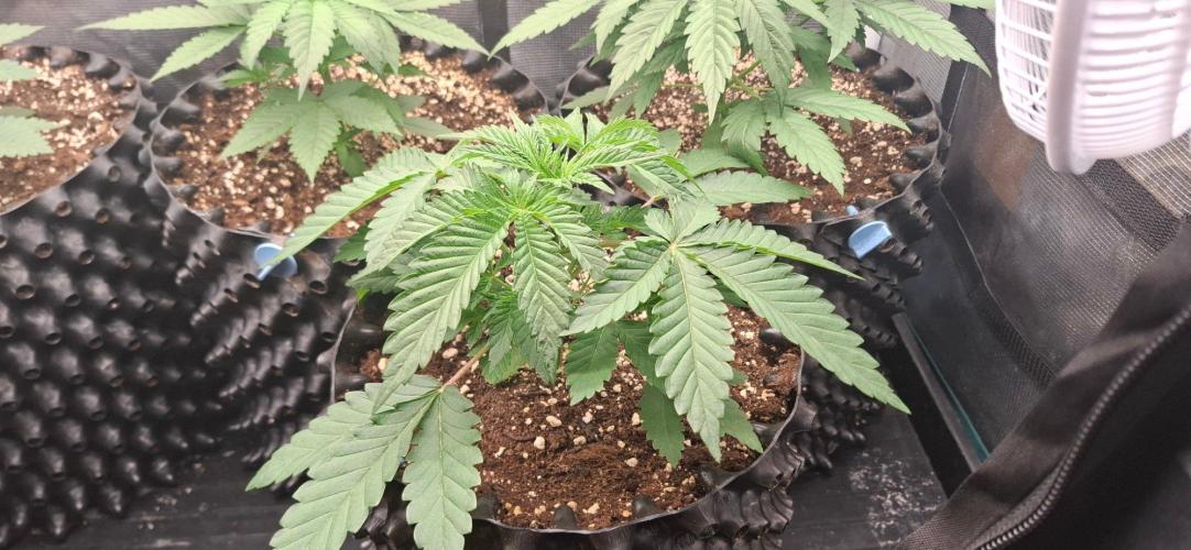 Banana. Week 2