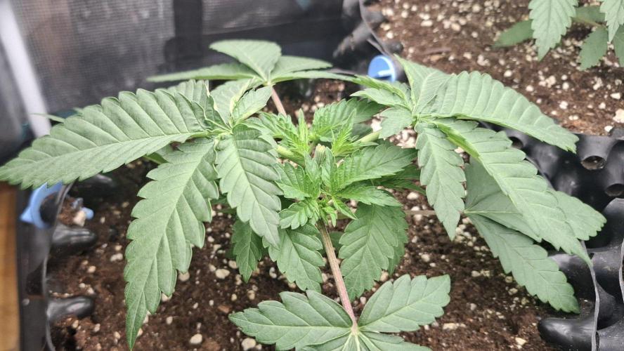 Banana. Week 2