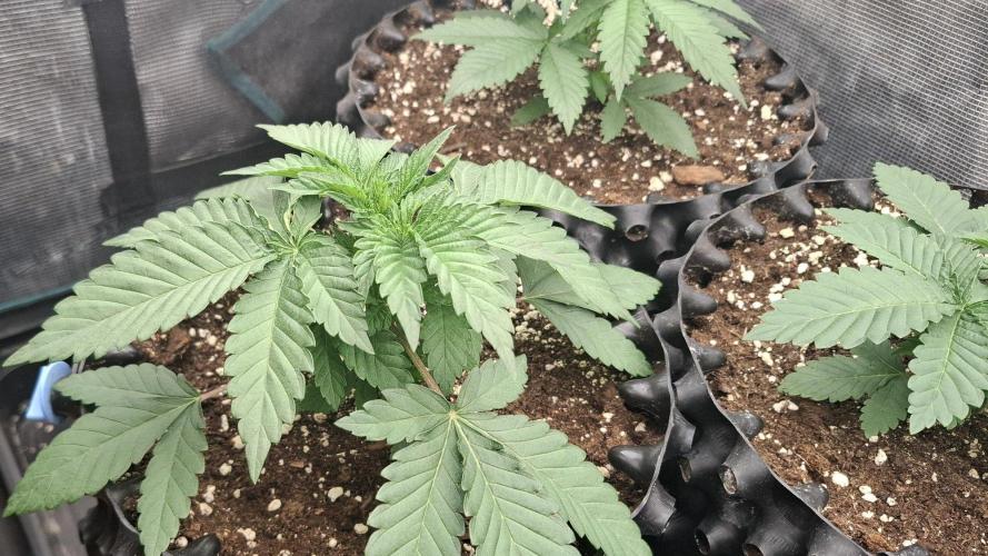 Banana. Week 2