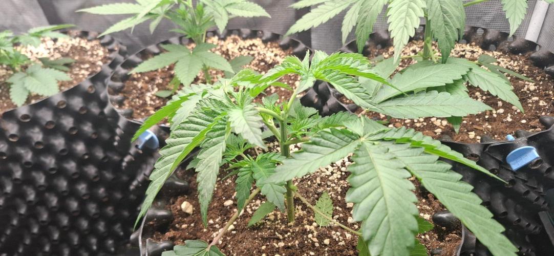 Banana. Week 2