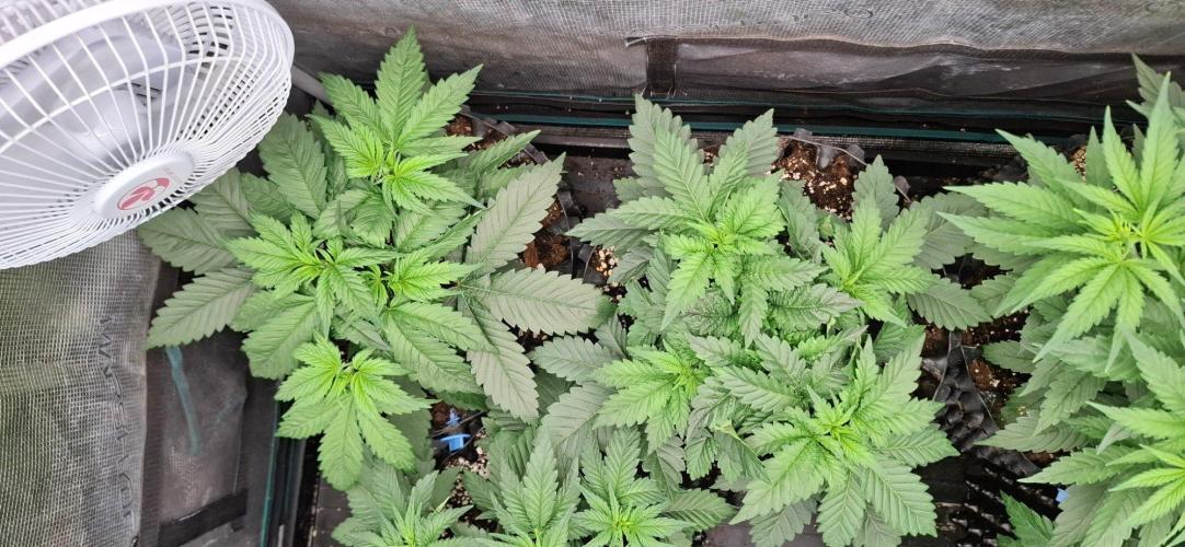Monster Garage. Week 3