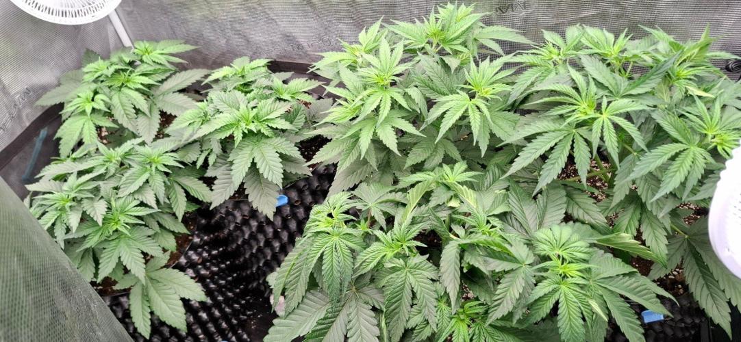 Monster Garage. Week 3