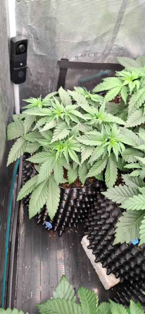 Banana. Week 3
