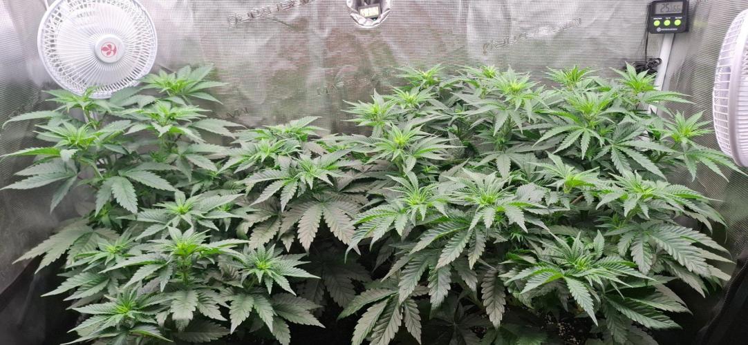 Monster Garage. Week 4