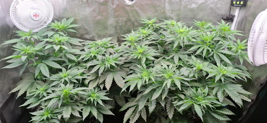 Monster Garage. Week 4