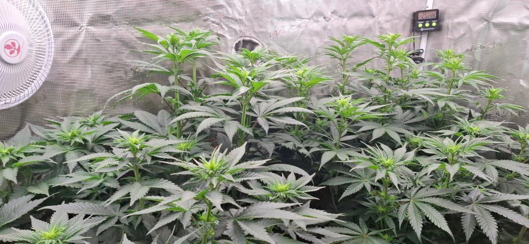 Banana. Week 5