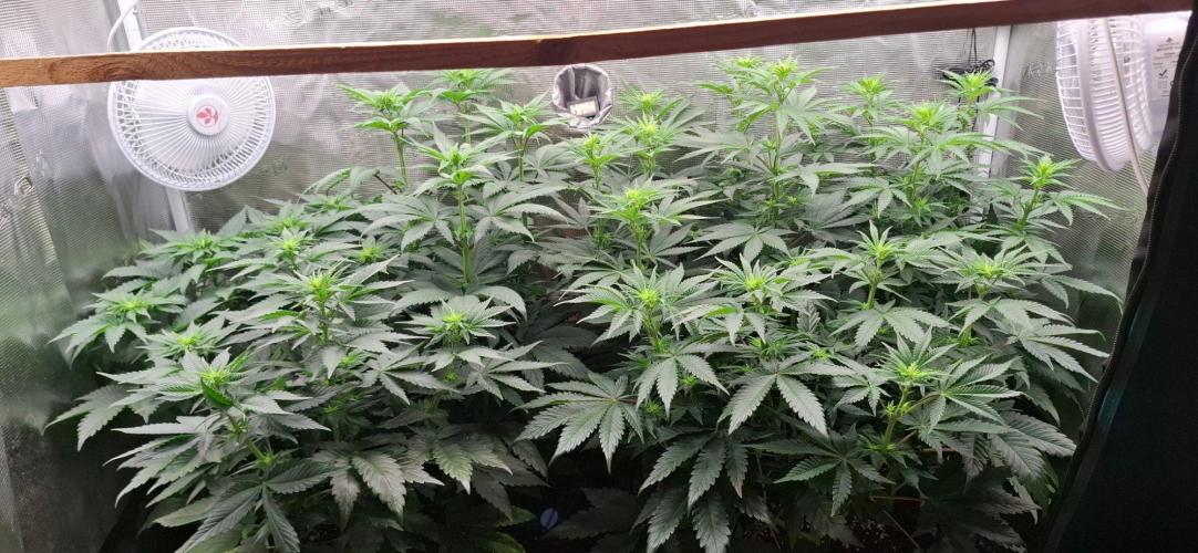Monster Garage. Week 5
