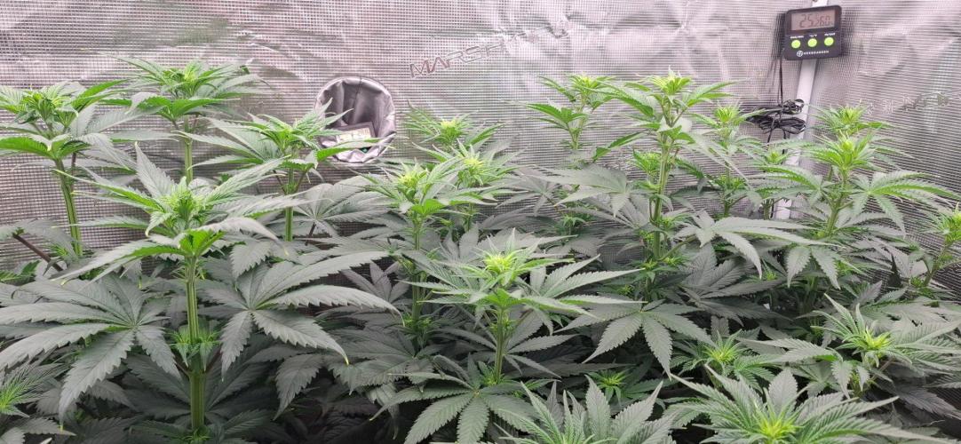 Monster Garage. Week 5