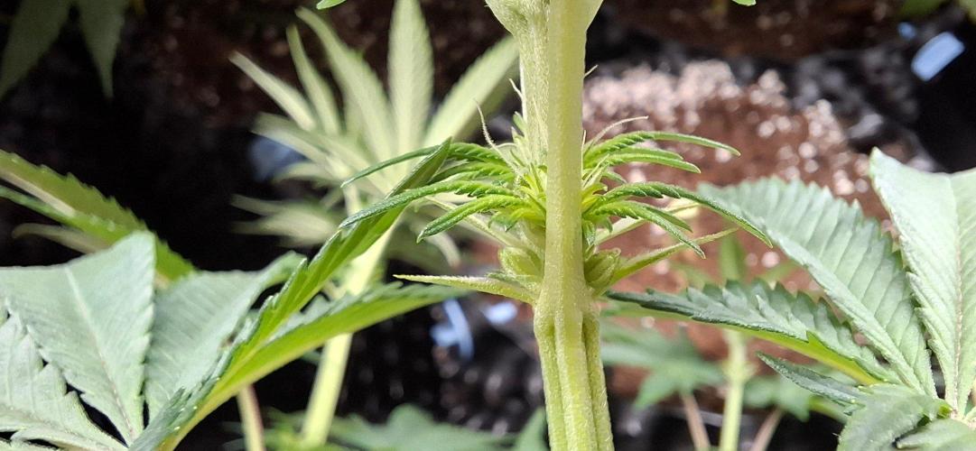 Banana. Week 5