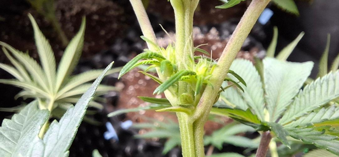 Banana. Week 5