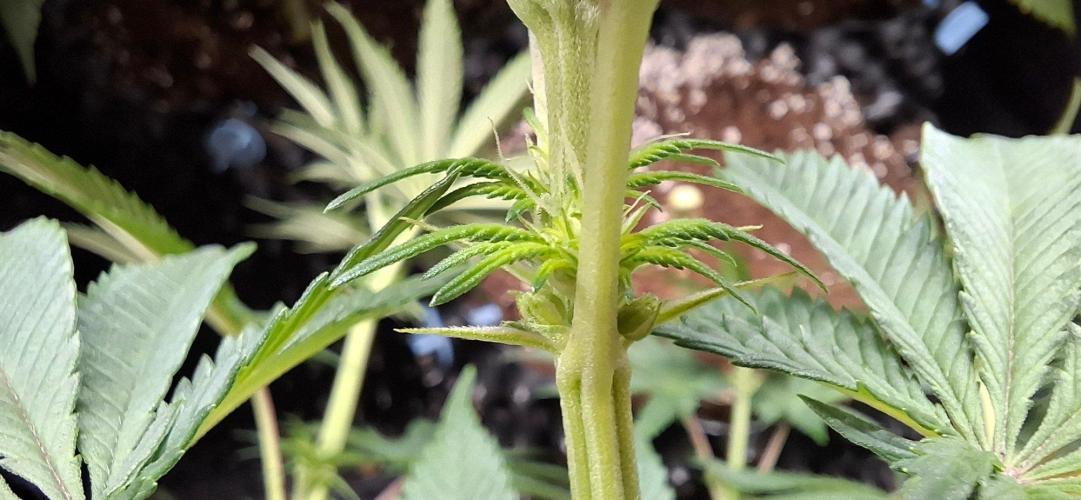 Banana. Week 5