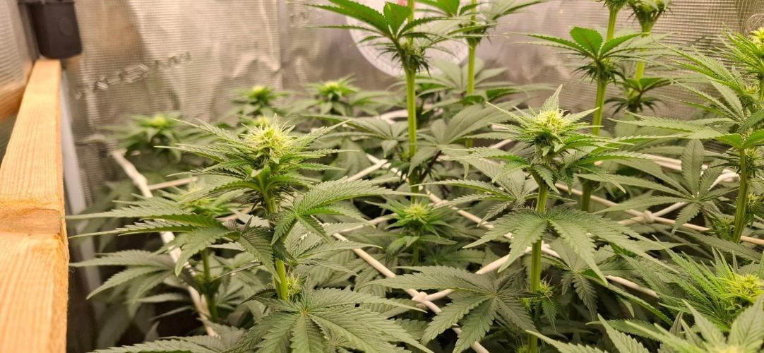 Banana Runtz - F1 HYBRID. Week 6