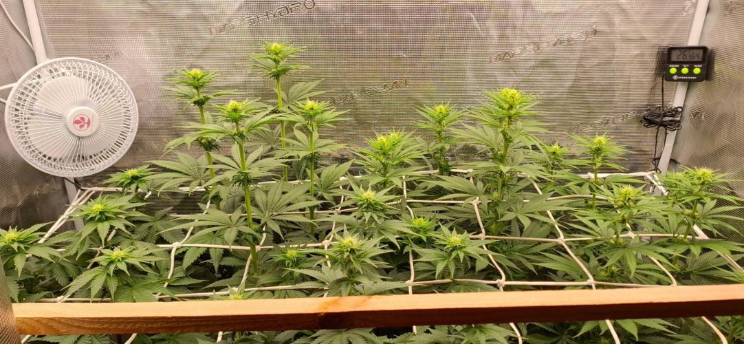 Monster Garage. Week 6