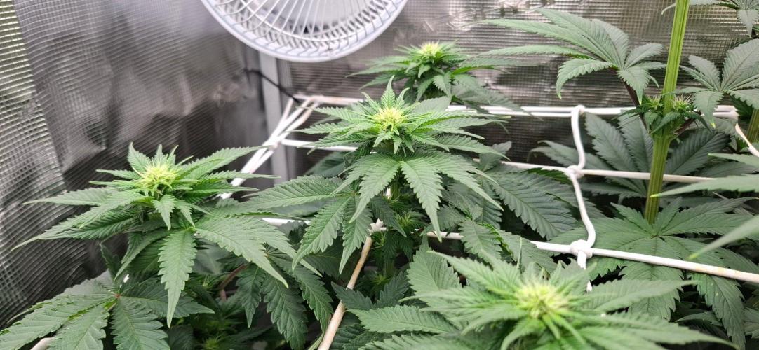 Monster Garage. Week 6
