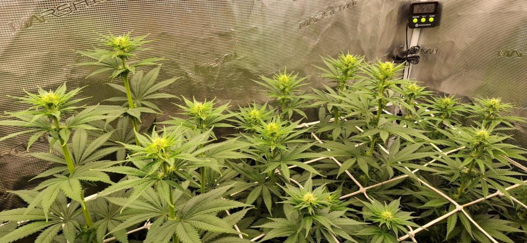 Monster Garage. Week 6