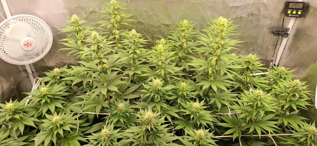 Banana Runtz - F1 HYBRID. Week 7