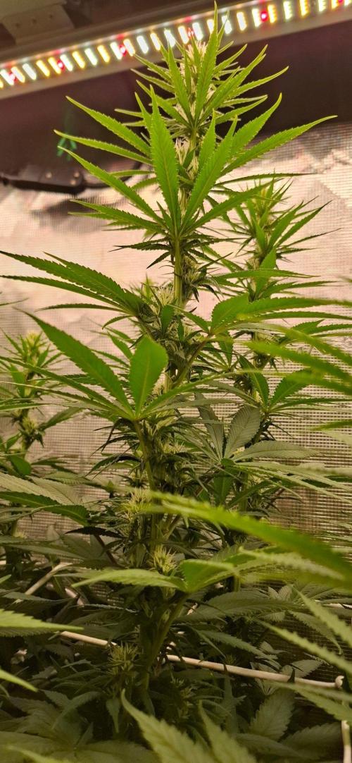 Monster Garage. Week 7
