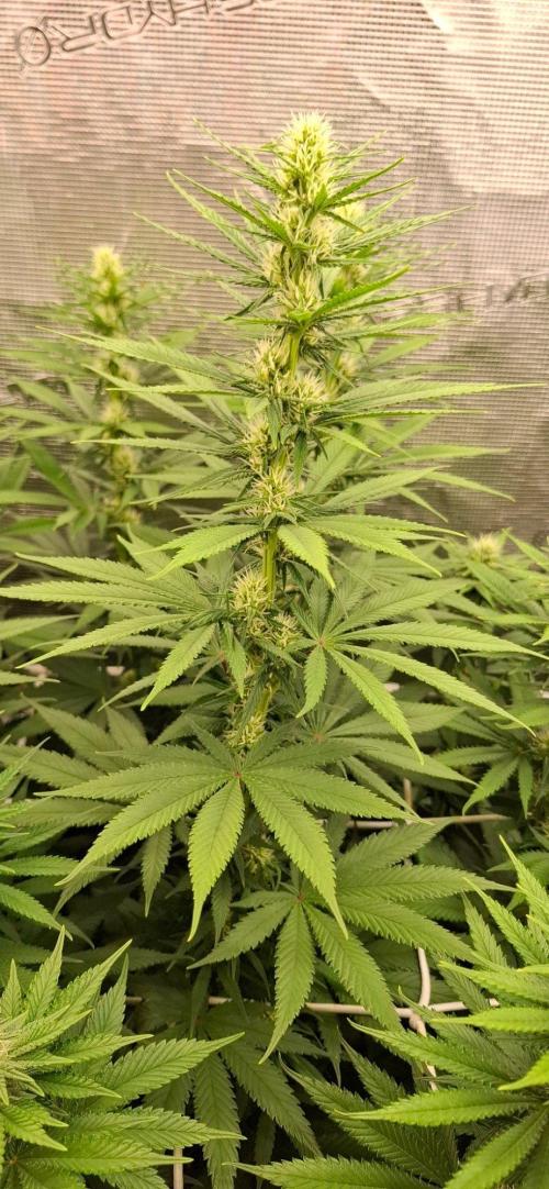 Monster Garage. Week 7
