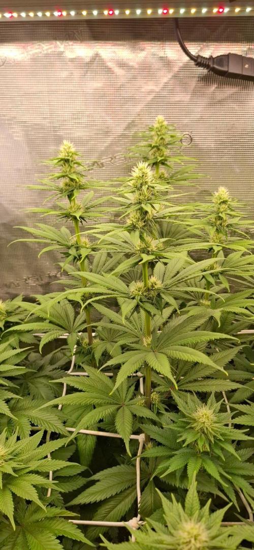 Monster Garage. Week 7