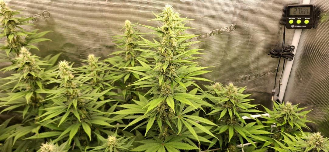 Monster Garage. Week 8