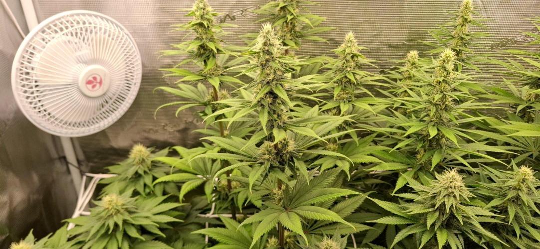 Monster Garage. Week 8
