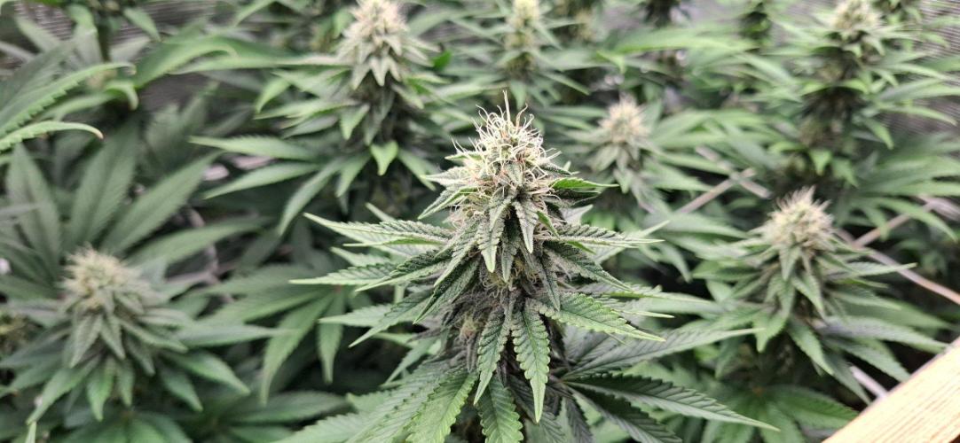 Banana Runtz - F1 HYBRID. Week 8