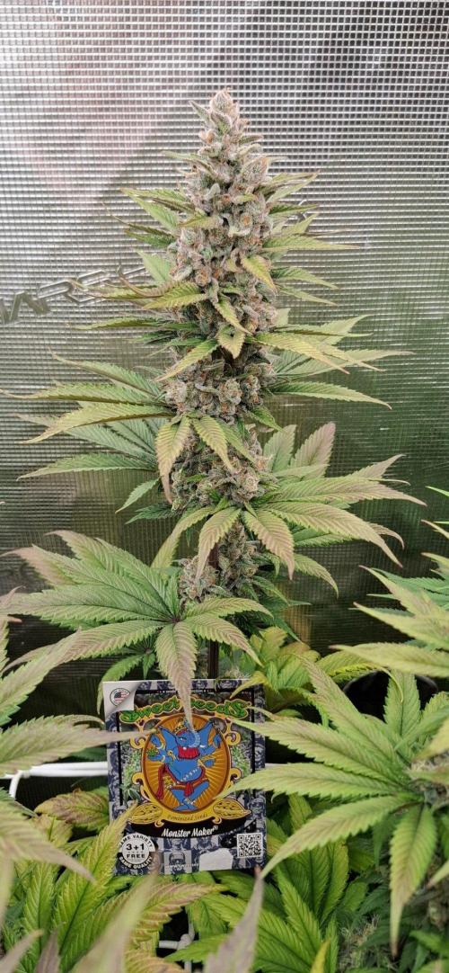 Monster Garage. Week 12