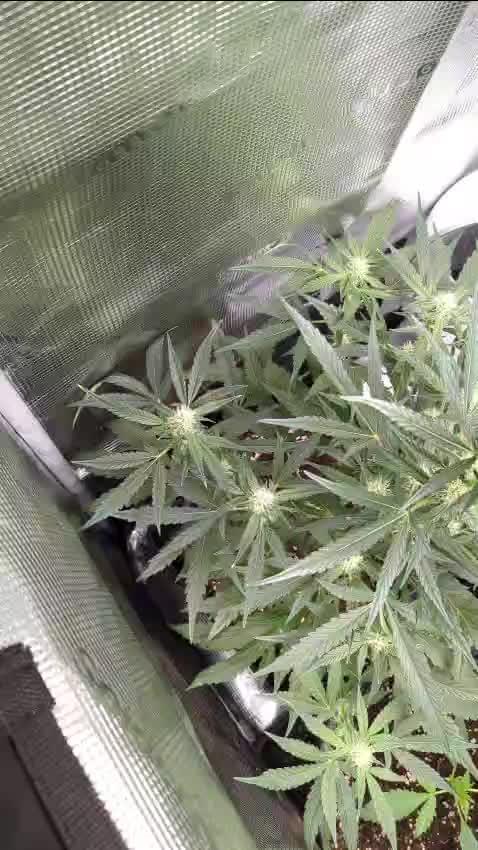 First grow