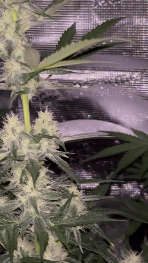First grow