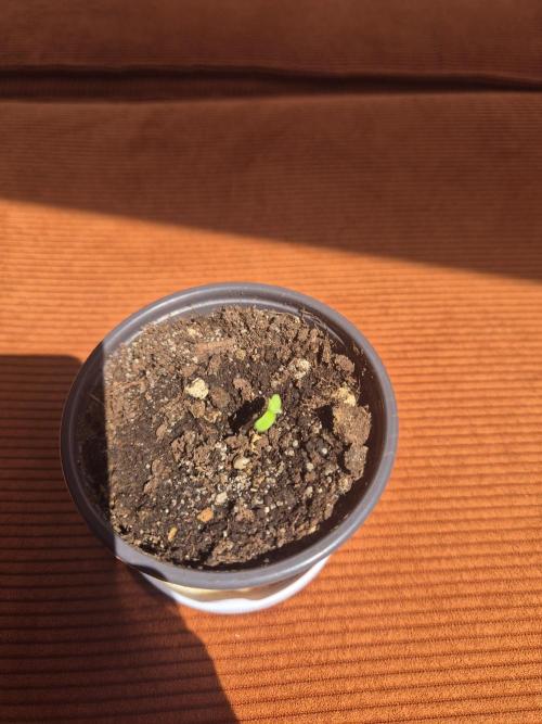 Gorilla Girl F1 Fast Version Outdoor. Week 0