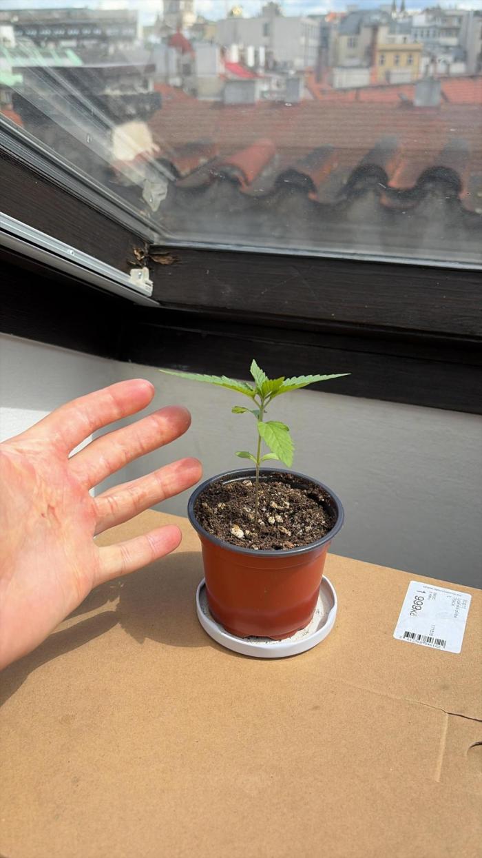Gorilla Girl F1 Fast Version Outdoor. Week 2