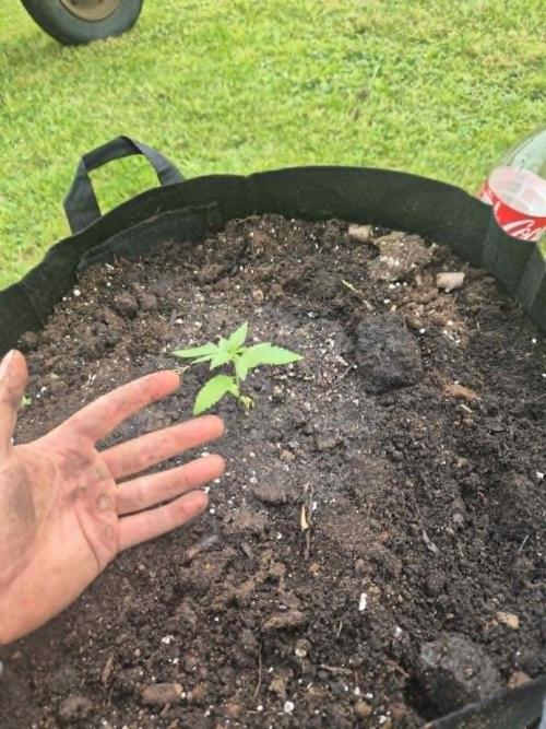 Gorilla Girl F1 Fast Version Outdoor. Week 3