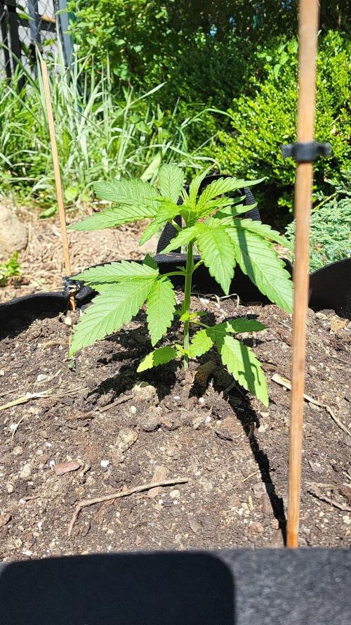 Gorilla Girl F1 Fast Version Outdoor. Week 4 - Gorilla Girl F1