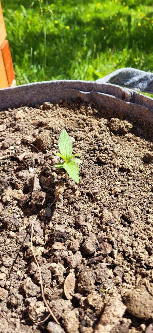 Gorilla Girl F1 Fast Version Outdoor. Week 4 - Either Mimosa Cake or Purple Lemonade auto