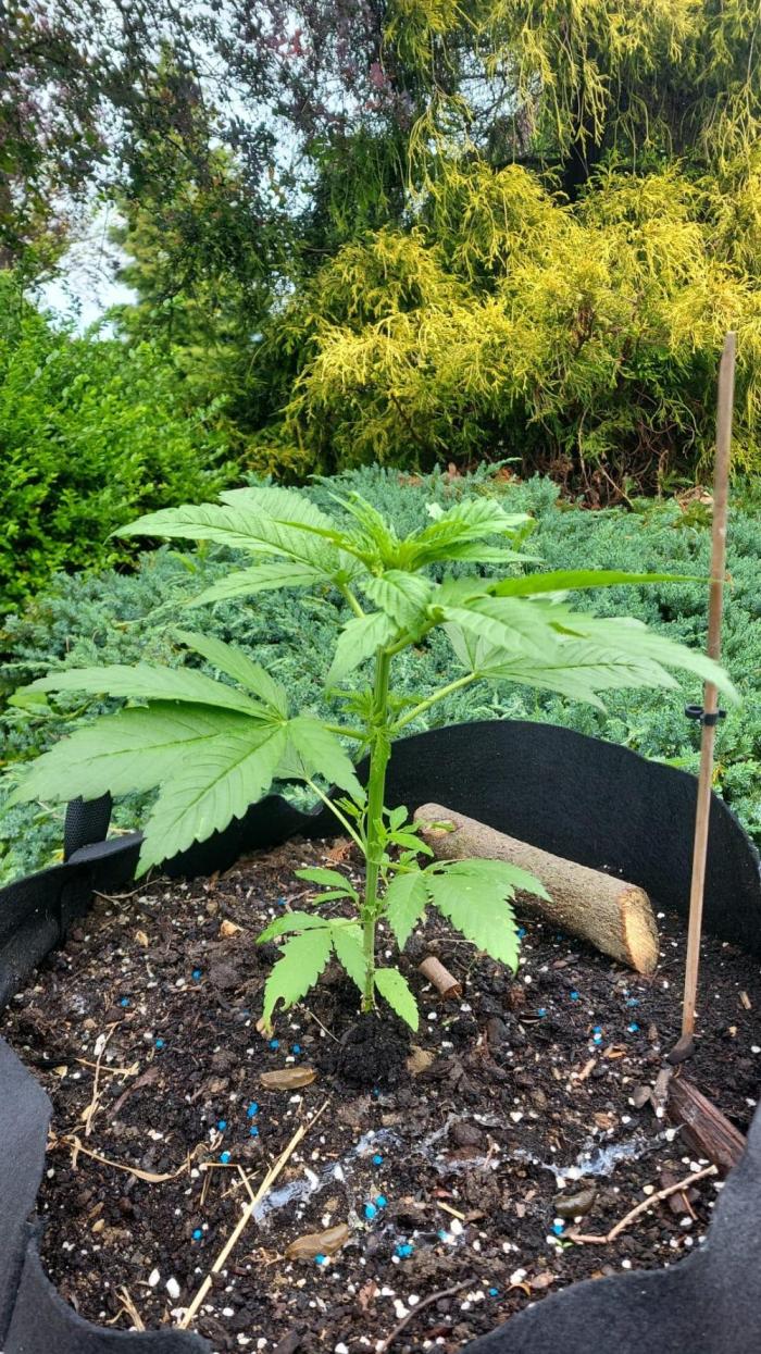 Gorilla Girl F1 Fast Version Outdoor. Week 5