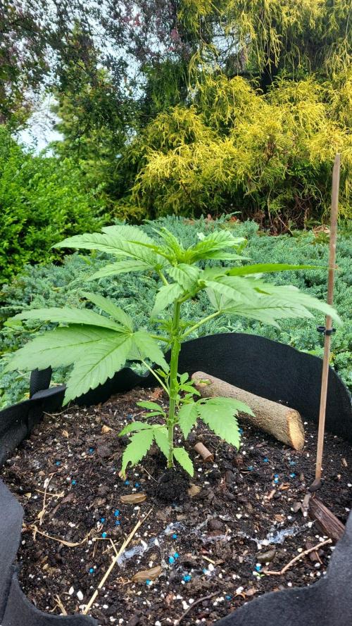 Terra Professional. Week 5