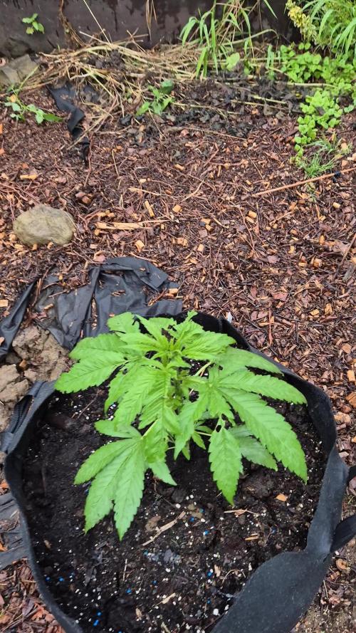 Terra Professional. Week 6