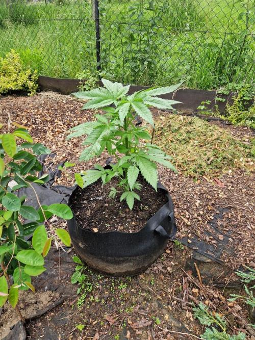 Terra Professional. Week 7