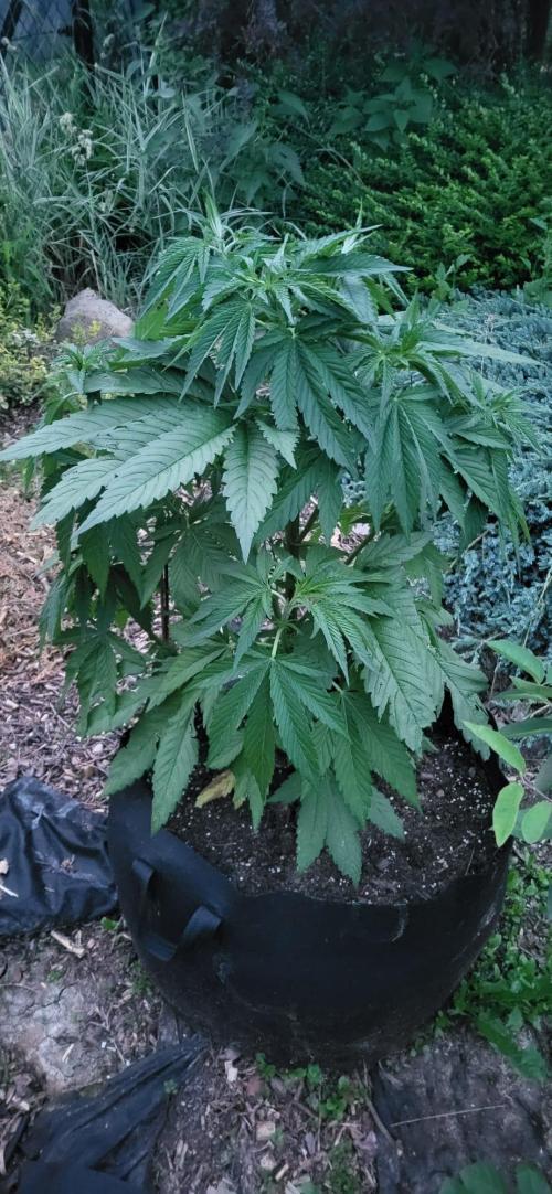Terra Professional. Week 8