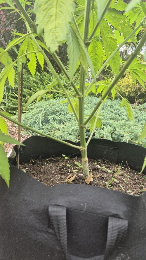 Terra Professional. Week 9