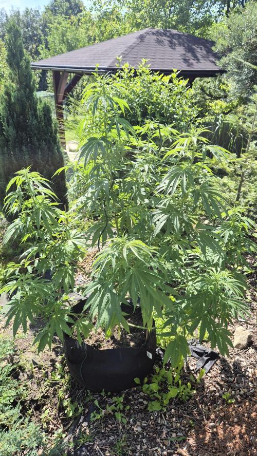 Gorilla Girl F1 Fast Version Outdoor. Week 10