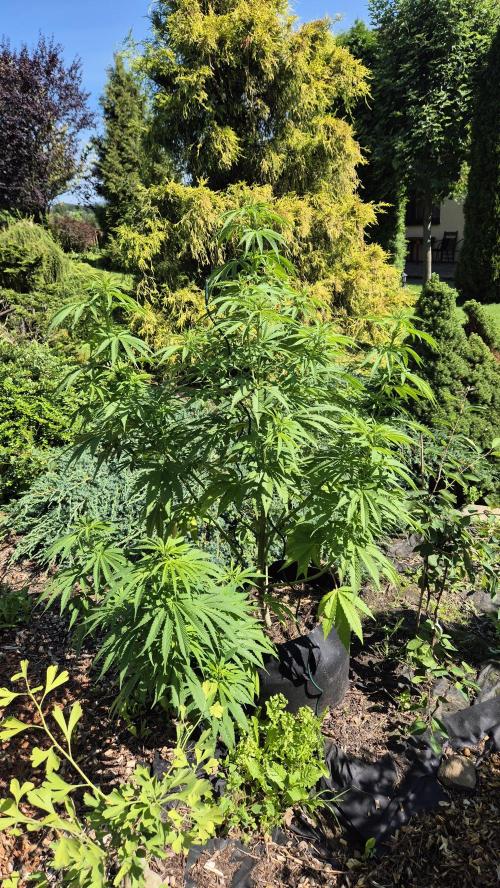 Gorilla Girl F1 Fast Version Outdoor. Week 10