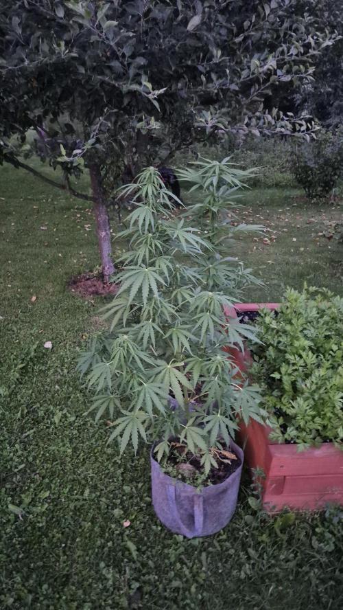 Gorilla Girl F1 Fast Version Outdoor. Week 10 - Auto