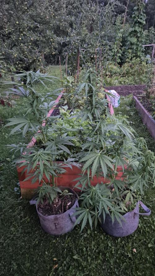 Gorilla Girl F1 Fast Version Outdoor. Week 10 - Auto