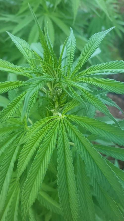 Gorilla Girl F1 Fast Version Outdoor. Week 12 - Can any expert tell me if this is in flower or no?