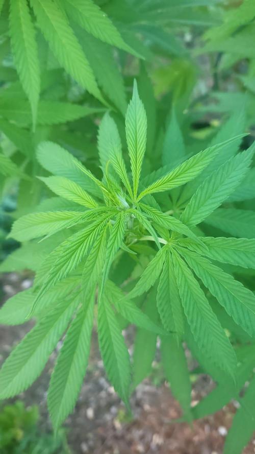 Gorilla Girl F1 Fast Version Outdoor. Week 12